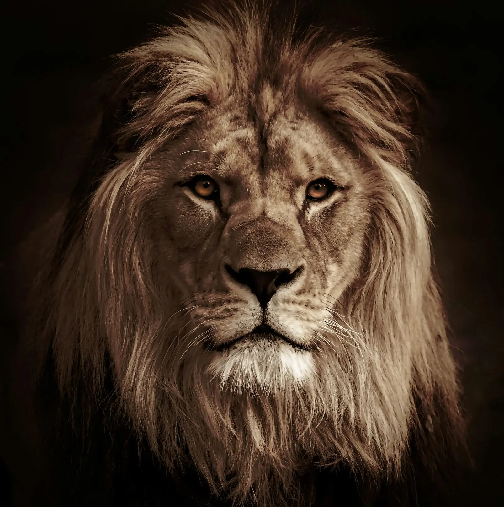 lion in black background in grayscale photography